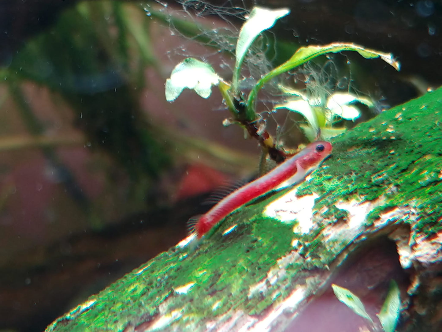 Birdsong Goby (Stiphodon Surrufus)