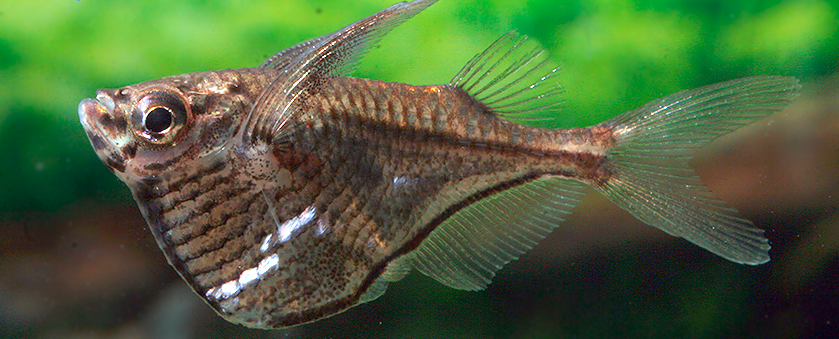 Blackwing Hatchetfish (Carnegiella Marthae)