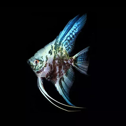 Emerald Blue Angelfish (Pterophyllum scalare)