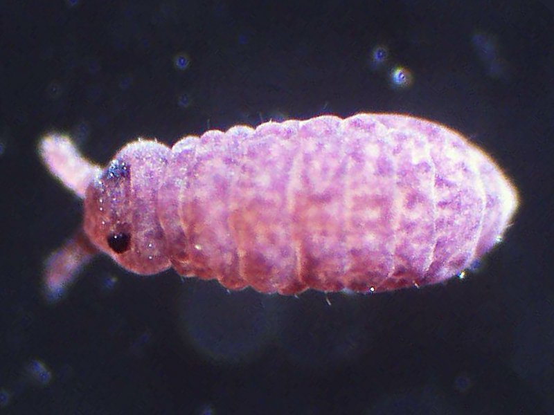 Springtails (pink)
