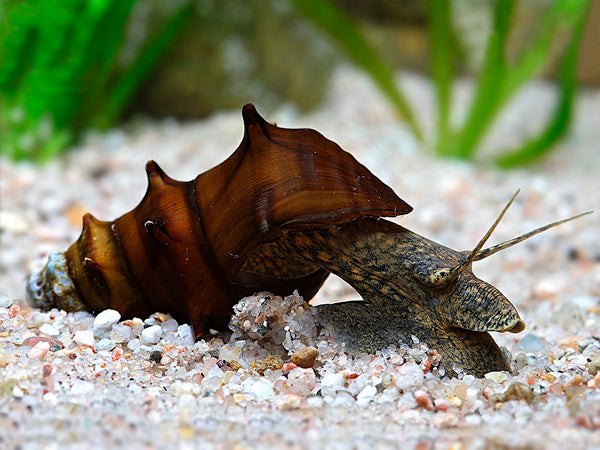 Pagoda Snails