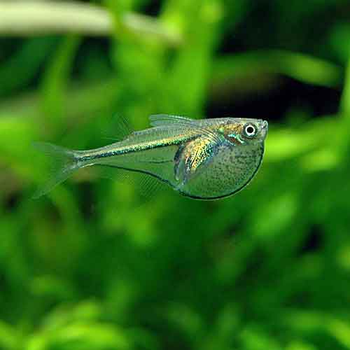 Pygmy hatchet tetra