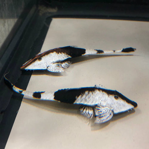 Pseudohemiodon aphitanos - Chameleon whiptail