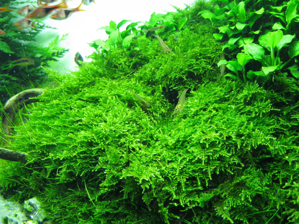 IC809 Vesicularia montagnei (Christmas moss)