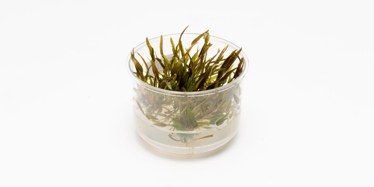 Cryptocoryne Axelrodi T/C Cup