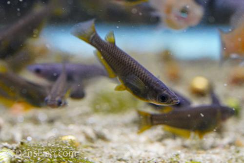 Black Golden Medaka Ricefish (Oryzias latipes)