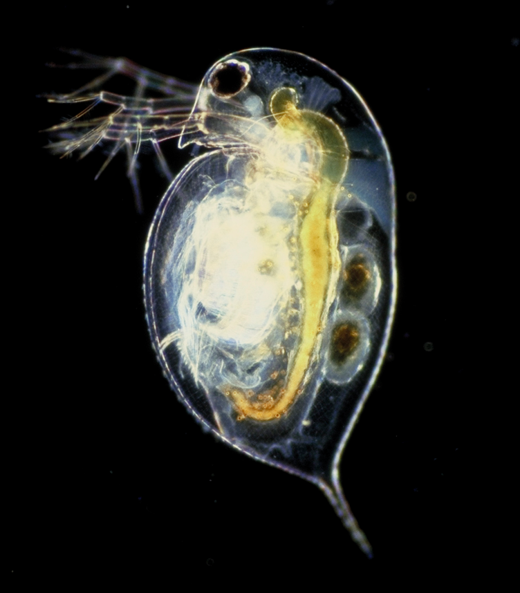 Live Daphnia Pulex Culture (smaller than magna)