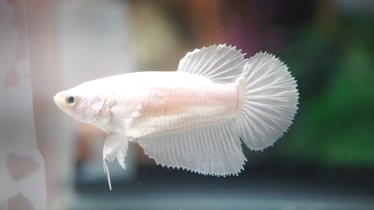 Super White Halfmoon Betta
