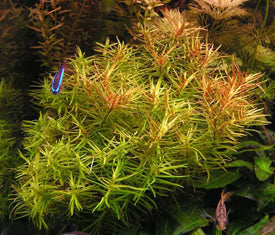 Didiptis Diandra (water Hedge) T/C cup