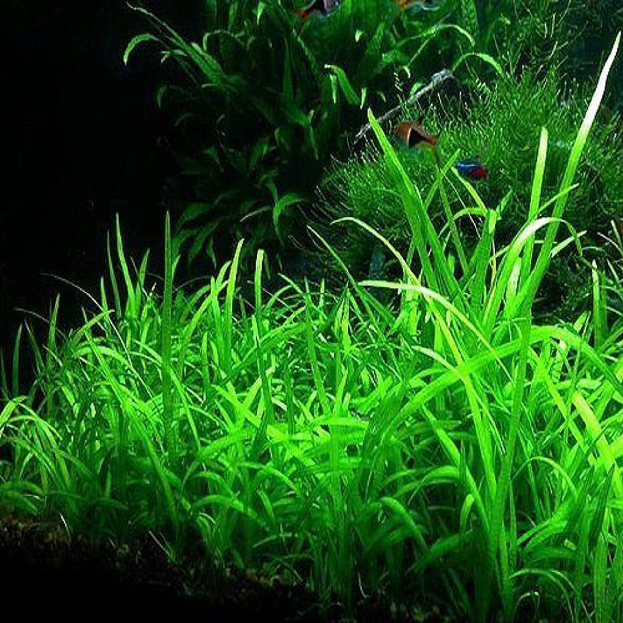 Sagittaria Pusilla