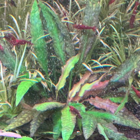IC088 Cryptocoryne spiralis 'CK'