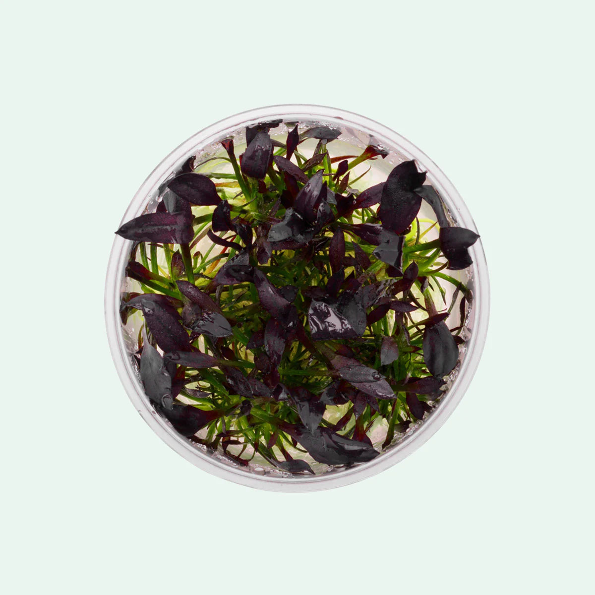 Echinodorus aflame T/C CUP