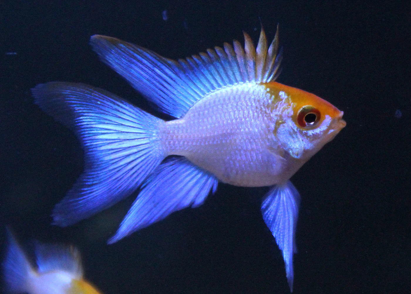 Electric Blue Balloon Ram (Mikrogeophagus Ramirezi)