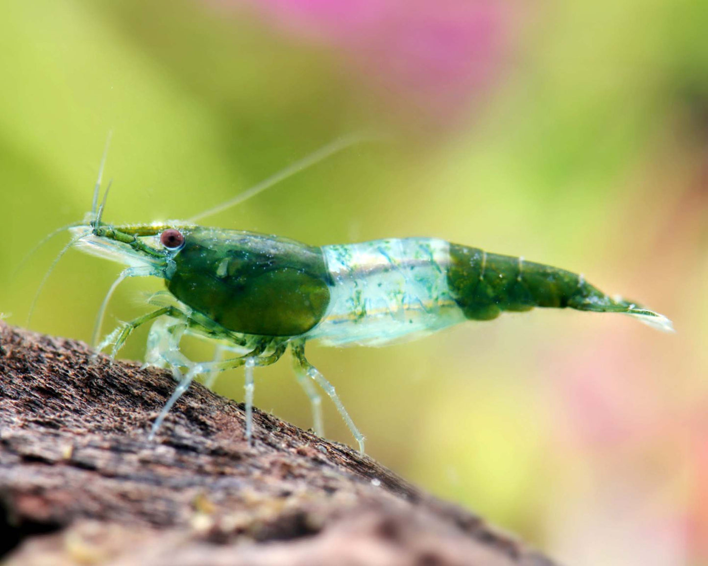Green Rili Shrimp ( Neocaridina davidi )