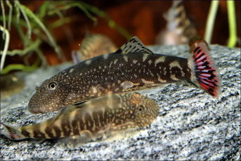 Redfin Borneo Hillstream Loach (Gastromyzon Ocellatus)