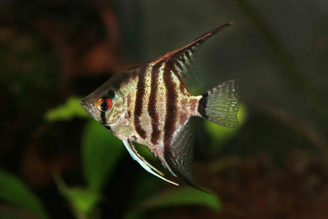 Pinoy Blue Zebra Angelfish ( Pterophyllum scalare )