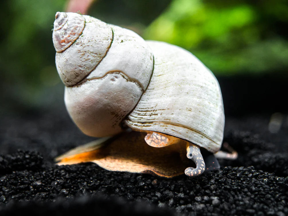 White Wizard Snail (Filopaludina Martensi)