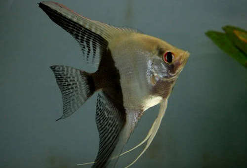 Black & White Angelfish (Pterophyllum scalare)