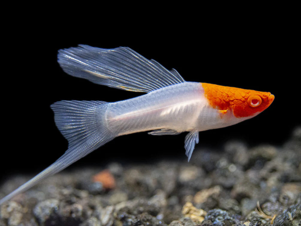 Tancho Highfin Swordtail (Xiphophorus Helleri)