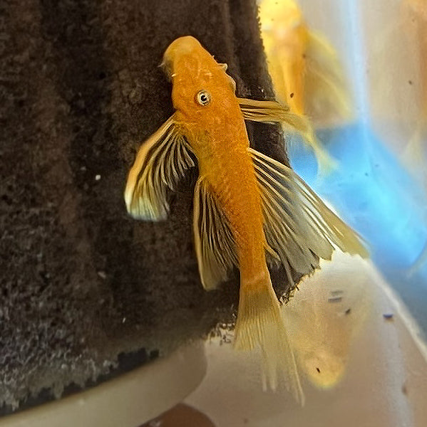 Hifin Golden Blue-eyed Bristlenose (Ancistrus temminckii)