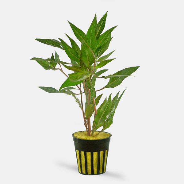 Hygrophila salicifolia (Blue hygrophila)