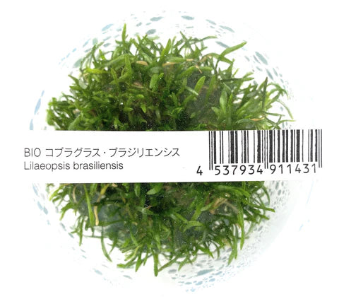 IC009 Lilaeopsis brasiliensis