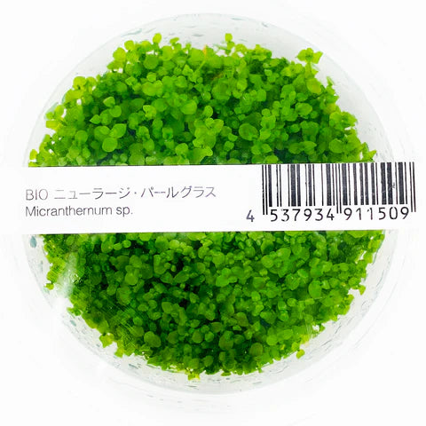 IC029 Micranthemum tweediei (Monte Carlo)