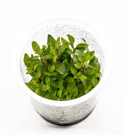 IC030 Staurogyne repens