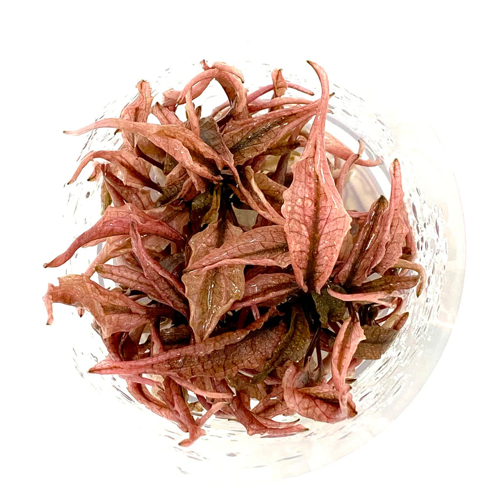 IC185 Cryptocoryne wendtii 'Pink panther'