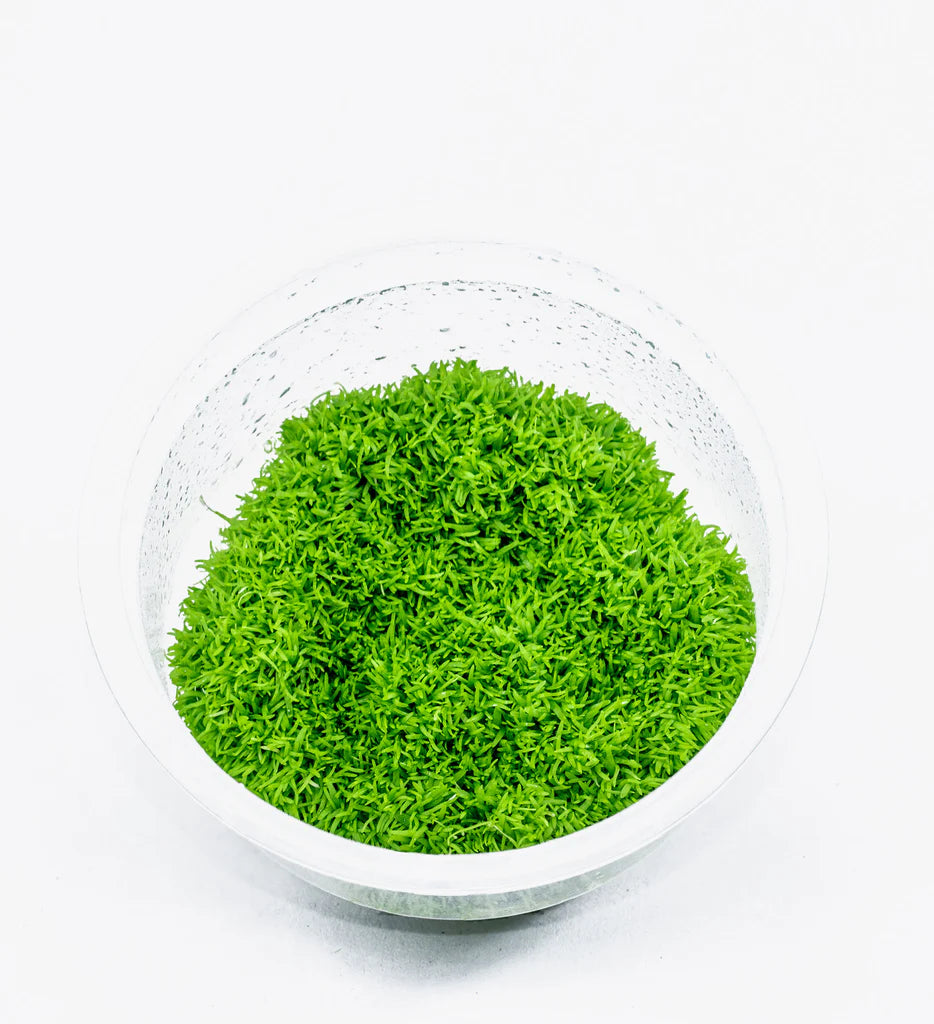 IC205 Utricularia graminifolia