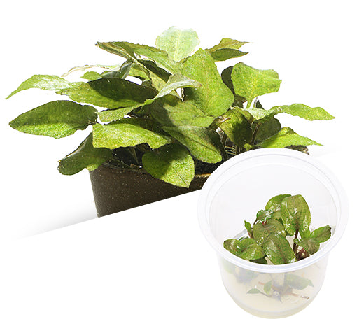 IC215 Lagenendra Keralensis