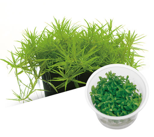 IC419 Scrophulariaceae limnophila sp.