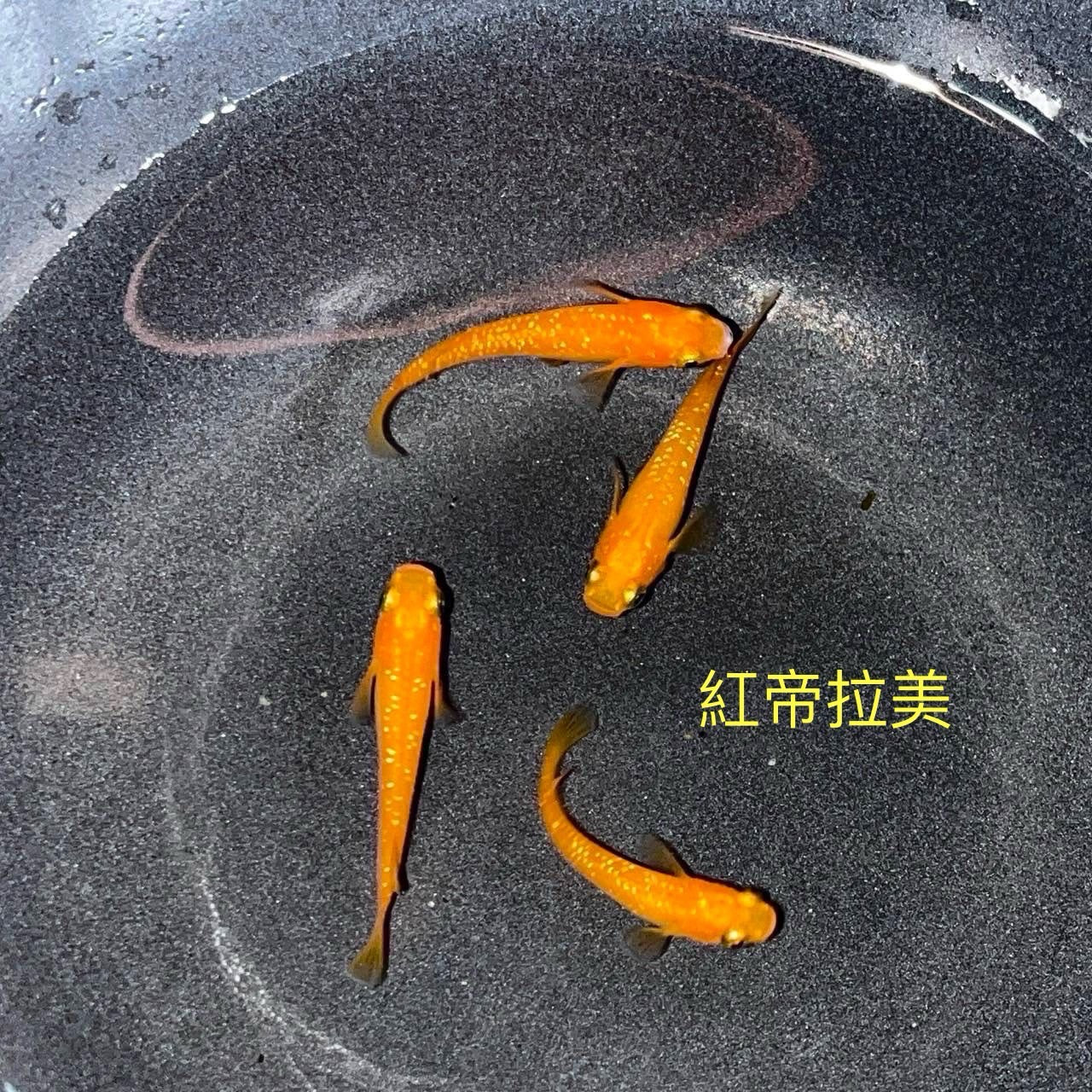 Red Emperor Lame Medaka Ricefish (Oryzias latipes)