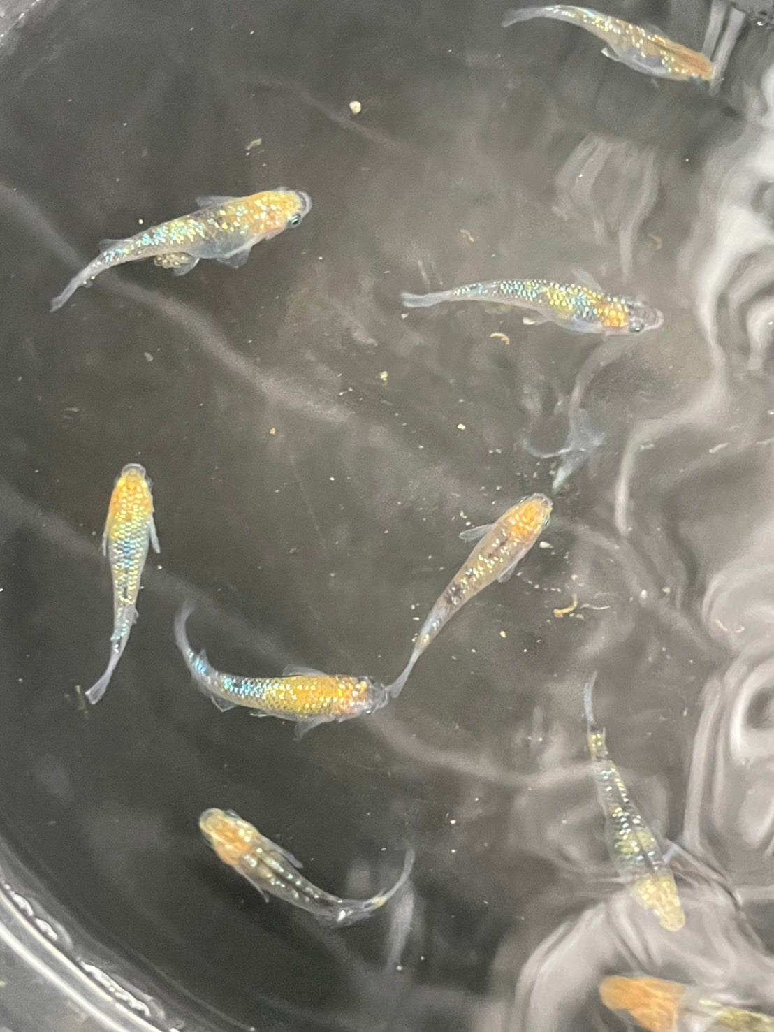 Ulysses Medaka Ricefish (Oryzias latipes)