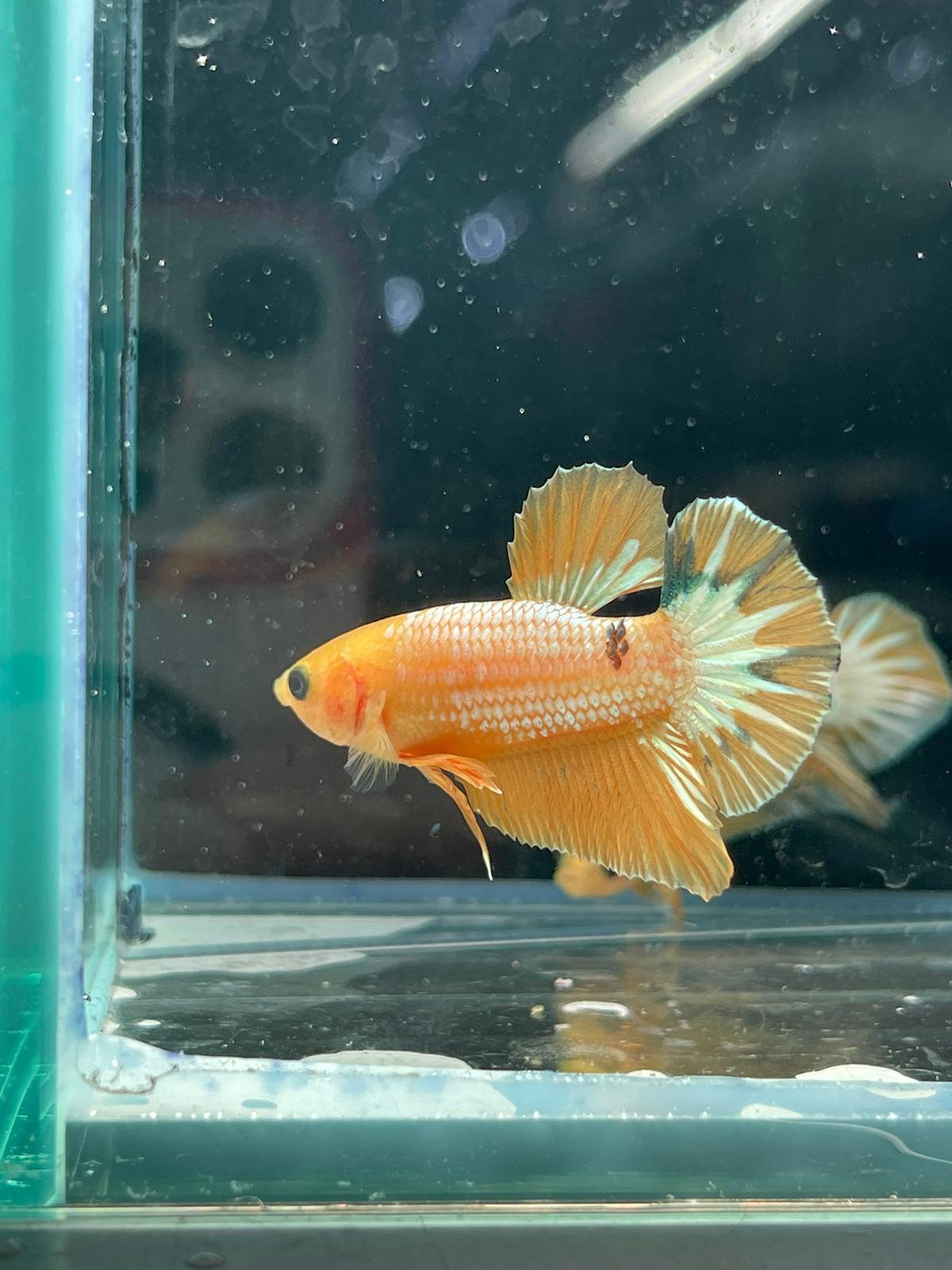 Yellow Fancy Plakat betta