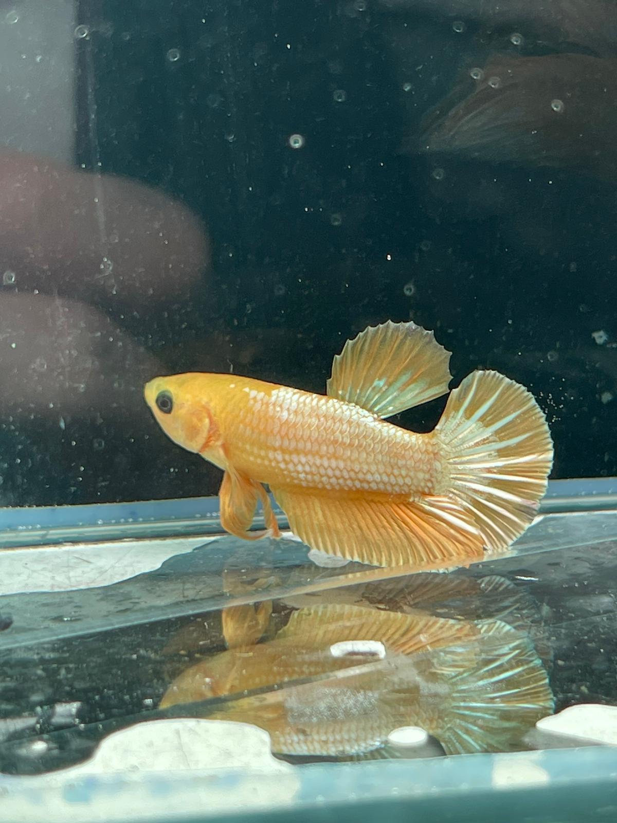 Yellow Fancy Plakat betta