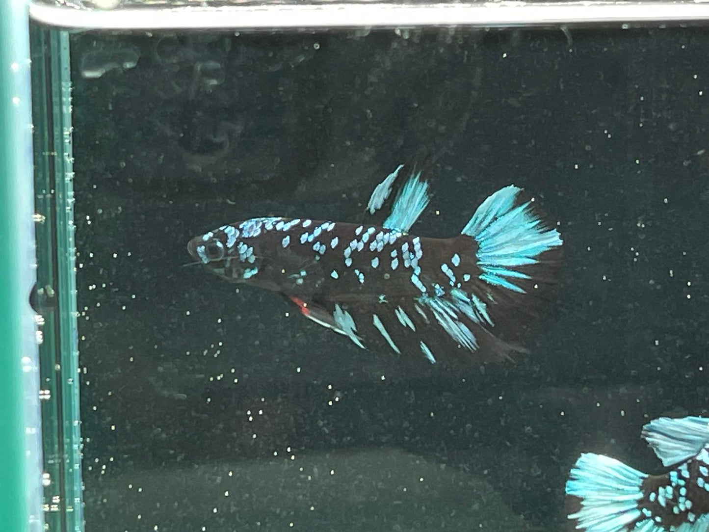 Avatar Betta