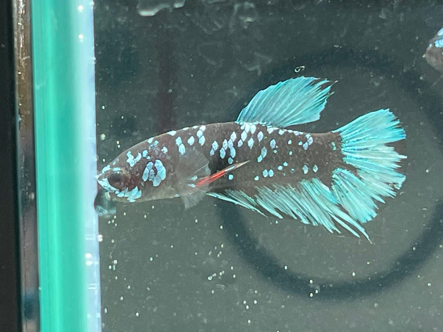 Avatar Betta