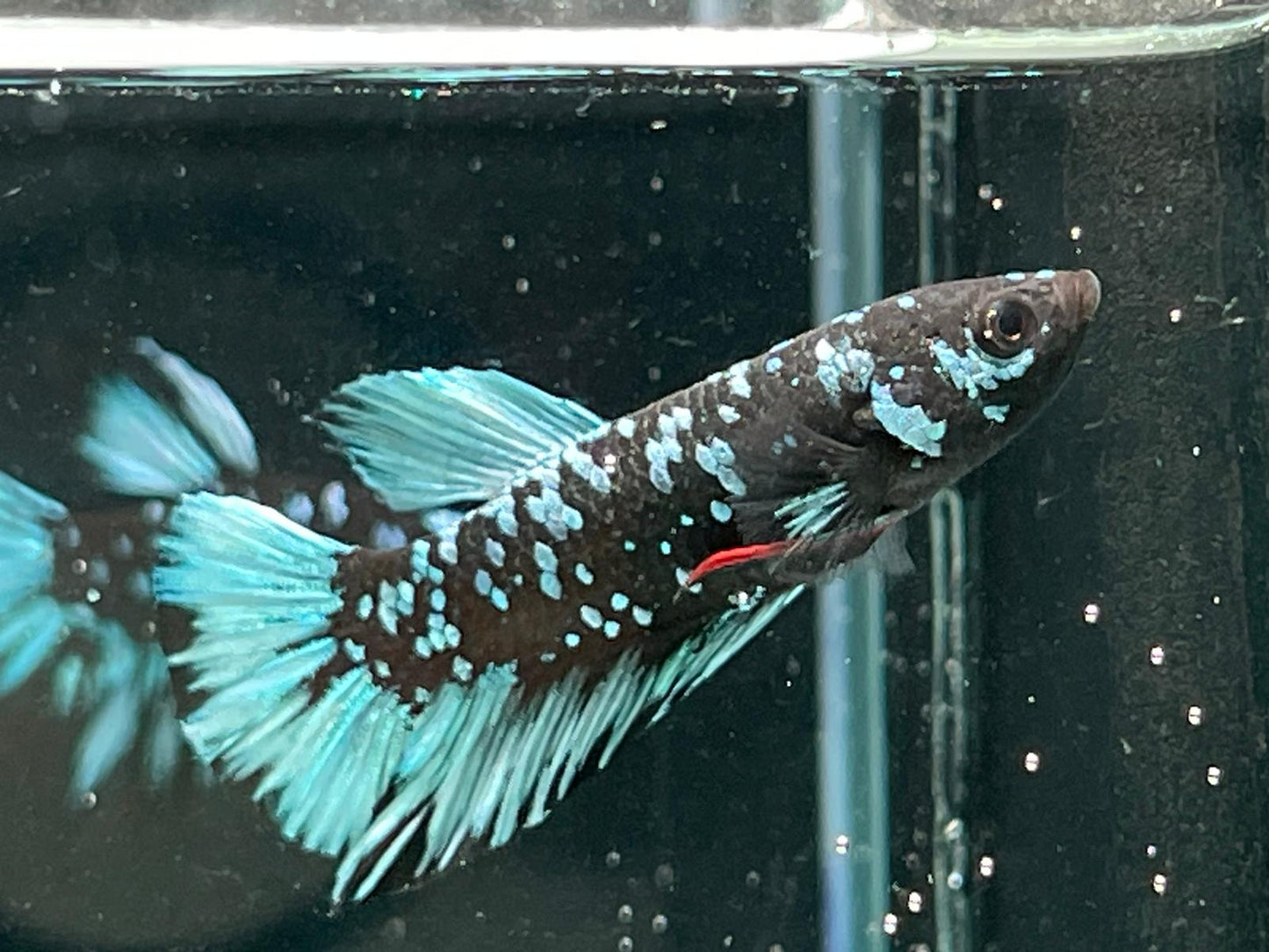 Avatar Betta