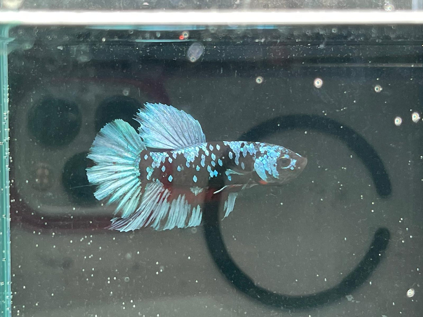Avatar Betta