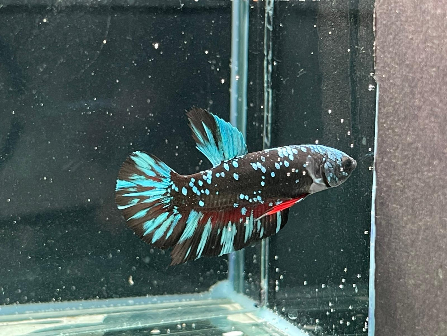 Avatar Betta