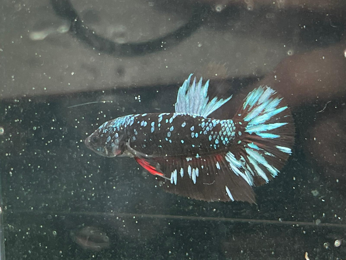 Avatar Betta