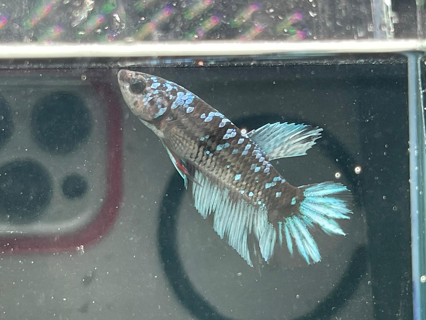 Avatar Betta