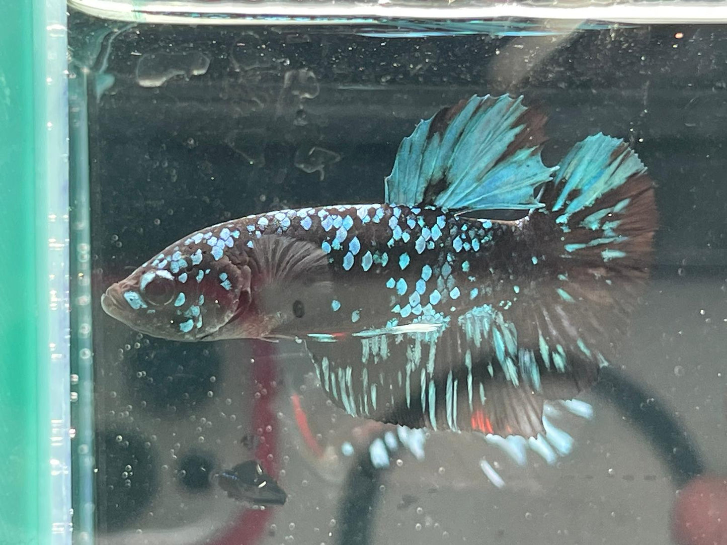 Avatar Betta
