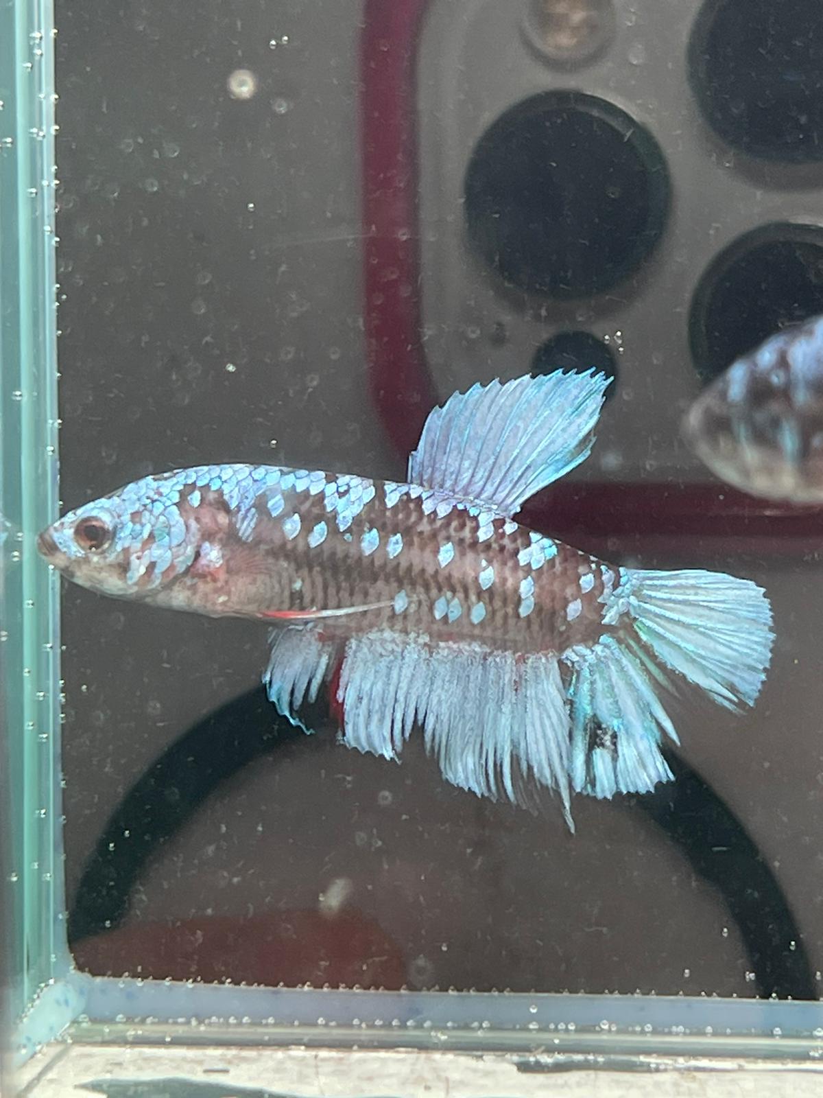 Avatar Betta