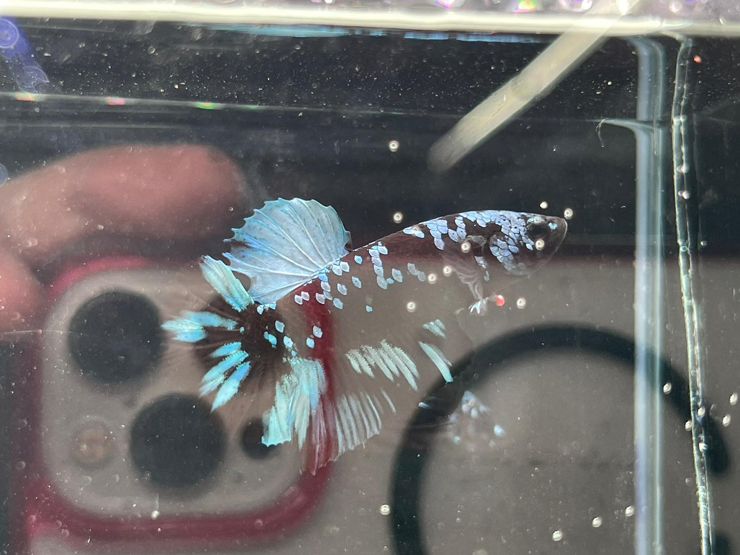 Avatar Betta