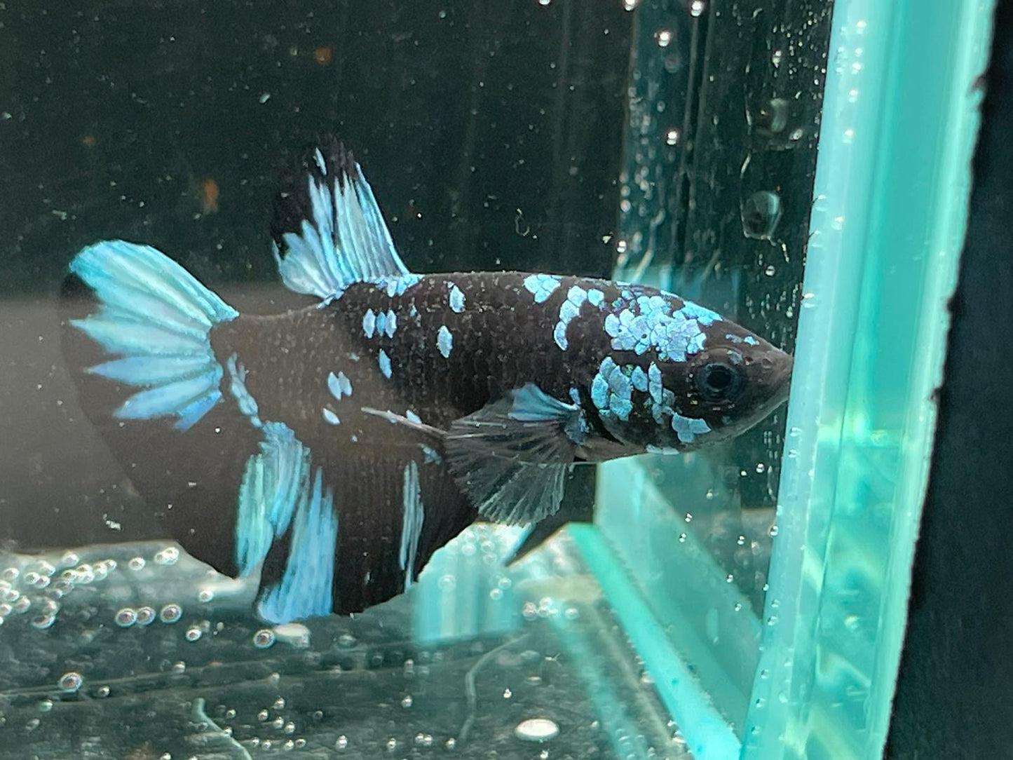 Avatar Betta