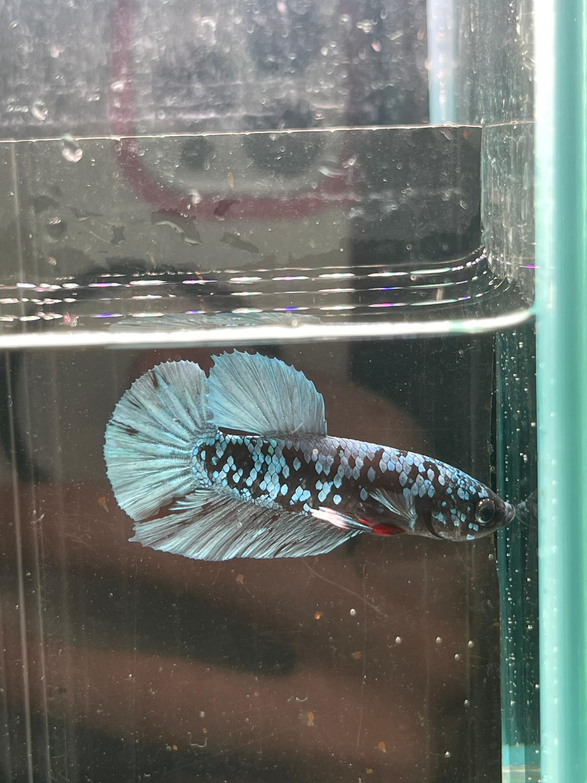 Avatar Betta