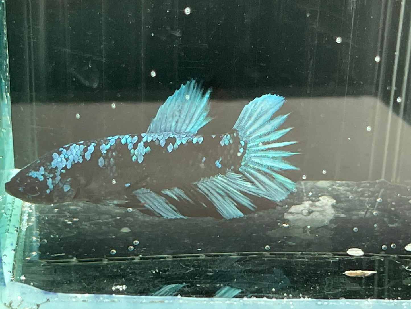 Avatar Betta