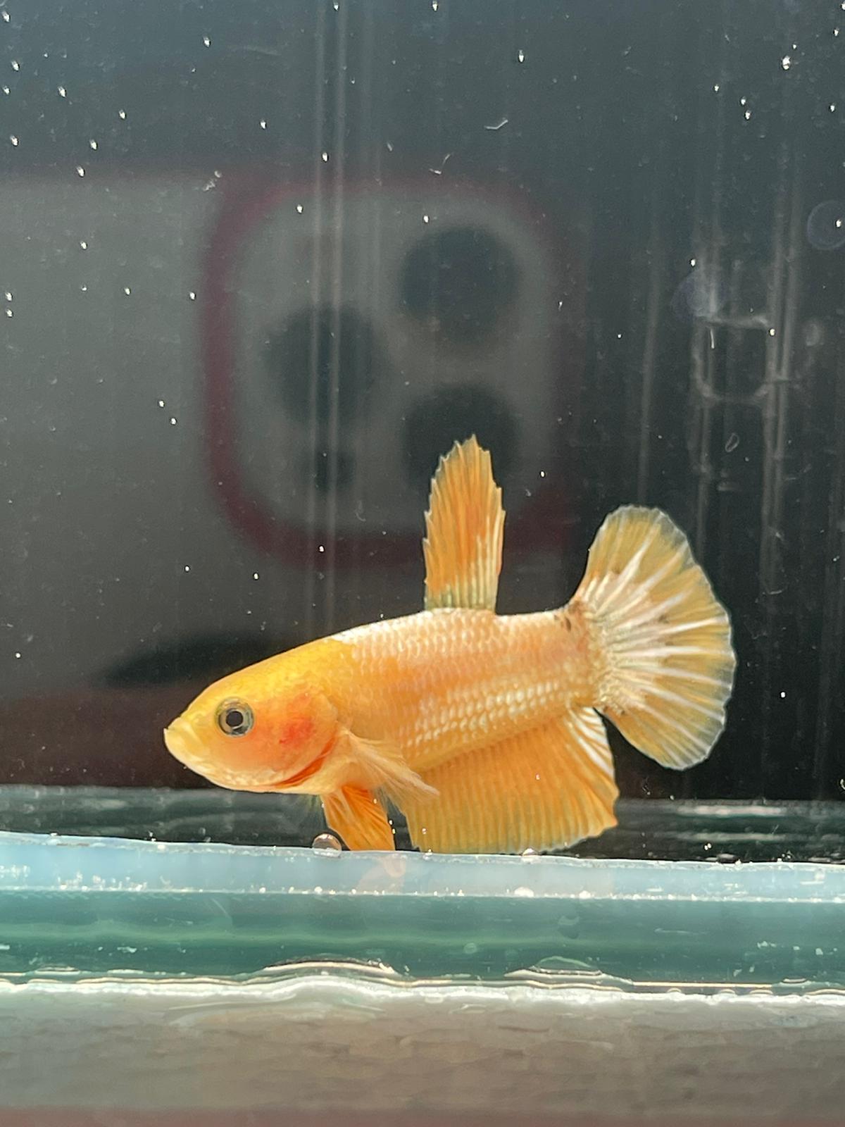 Yellow Fancy Plakat betta